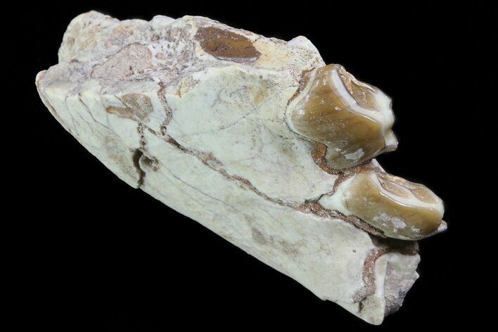Oreodont Jaw Section With Teeth - South Dakota #81962